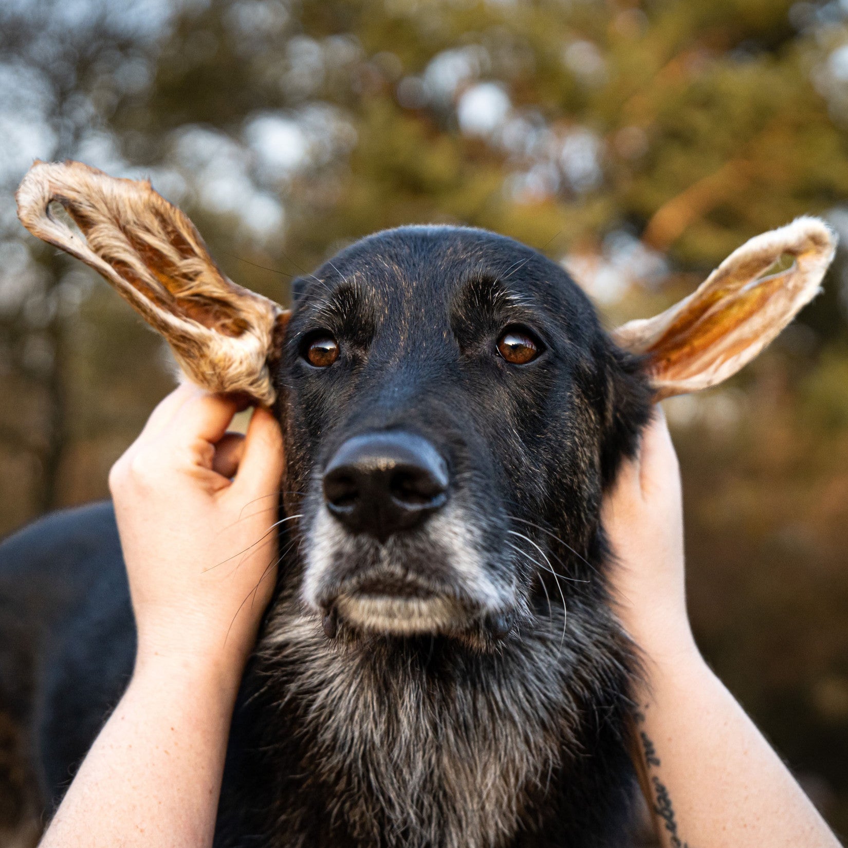 Bellfor Gesunder Hundesnack - Lamm-Ohren mit Fell 250 g – Image 3